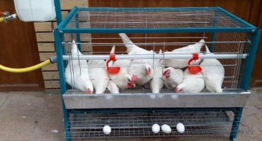 Jak vyrobit klec pro nosnice z dostupných materiálů?